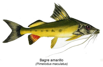 Bagre amarillo (Pimelodus maculatus)