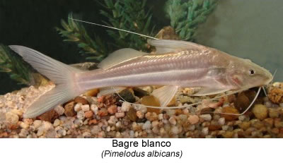 Bagre blanco (Pimelodus albicans)