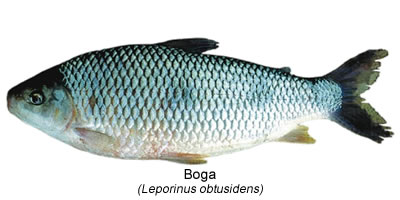 Boga (Leporinus obtusidens)