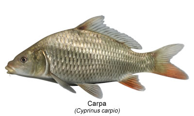 Carpa (Cyprinus carpio)