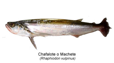 Chafalote o Machete (Rhaphiodon vulpinus)