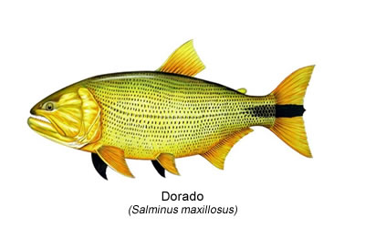 Dorado (Salminus maxillosus)