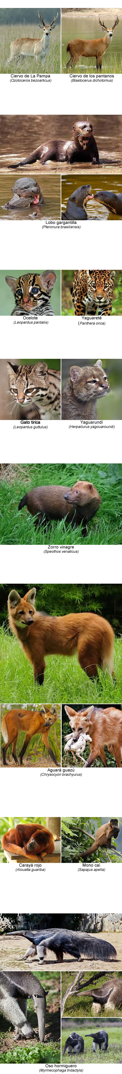 Mamíferos en Misiones