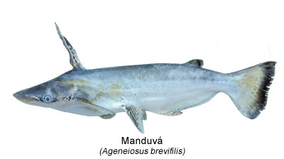 Manduvá (Ageneiosus brevifilis)