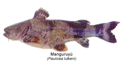 Manguruyú (Paulicea lutkeni)