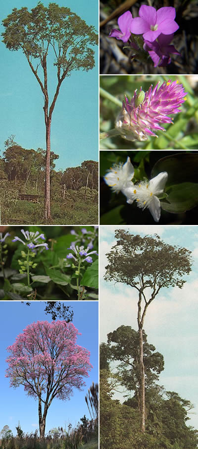 Flora de misiones