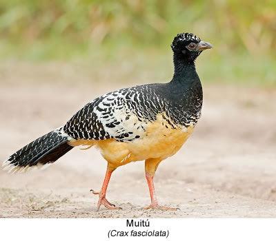 Muitú (Crax fasciolata)