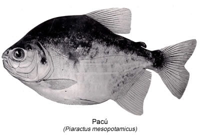 Pacú (Piaractus mesopotamicus)