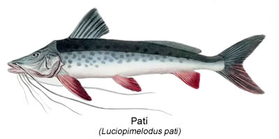 Patí (Luciopimelodus pati)