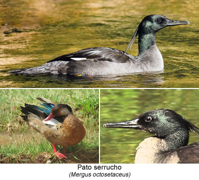 Pato serrucho (Mergus octosetaceus)