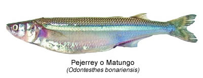 Pejerrey o Matungo (Odontesthes bonariensis)