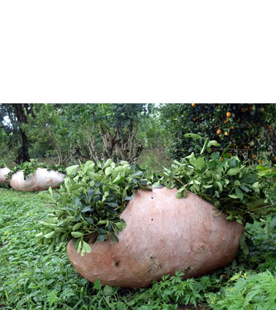 Raídos (lienzos plásticos atados en sus cuatro puntas) de Yerba Mate, antes de ser llevados a un secadero en la localidad de Campo Ramón, Misiones