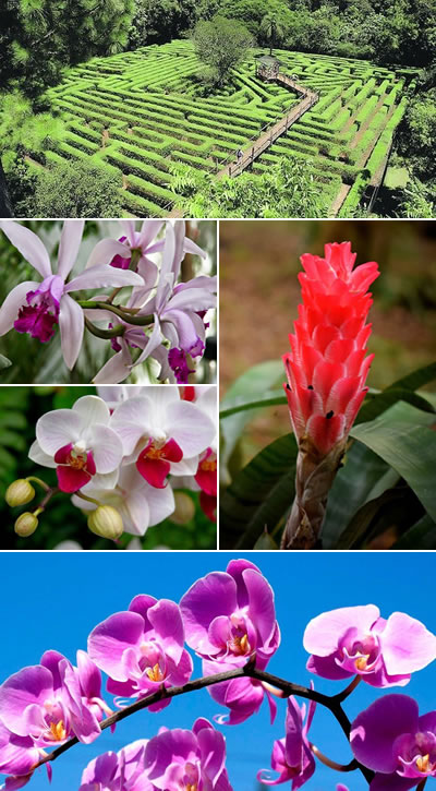 Montecarlo la meca de las Orquídeas argentinas