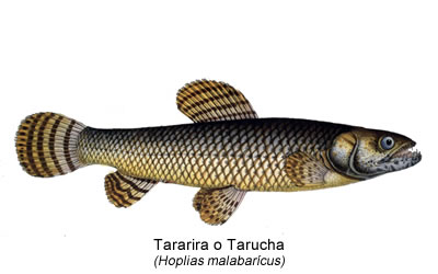 Tararira o Tarucha (Hoplias malabarícus)