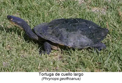 Tortuga de cuello largo (Phrynops geoffroanus)