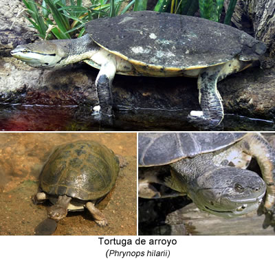 Tortuga de arroyo (Phrynops hilarii)