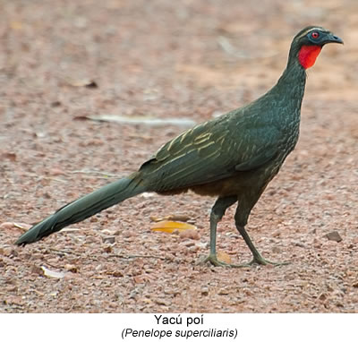 Yacú poí (Penelope superciliaris)