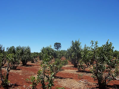 Plantación de Yerba Mate en la provincia de Misiones