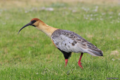 Bandurria (Theristicus caudatus)