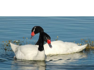 Cisne de cuello negro (Cygnus melancoryphus)