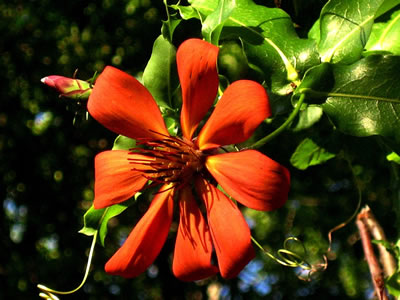 flor provincial de Neuquén