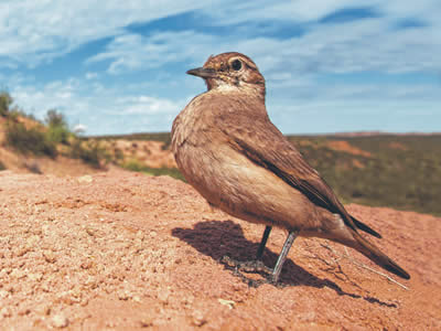 Caminera colorada (Geositta rufipennis)