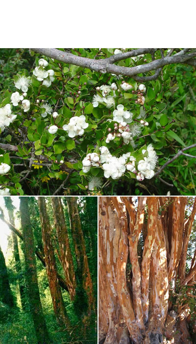 Arrayán (Luma apiculata)