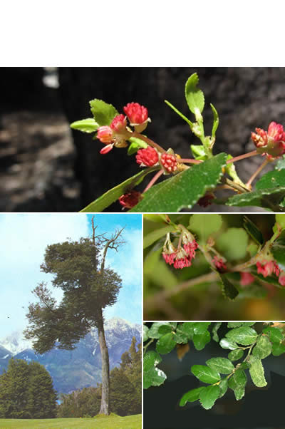 Coihue (Nothofagus dombeyi)