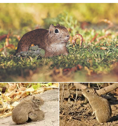 Cuis chico (Microcavia australis).