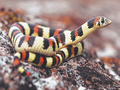 Falsa coral (Xenodon semicinctus).