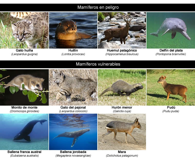 Mamiferos en extincon