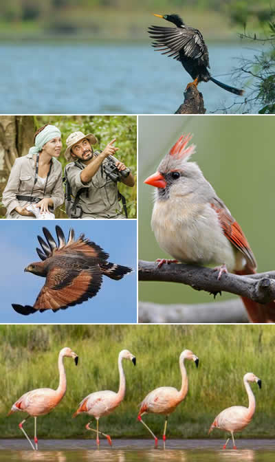 Avistaje de aves en Salta