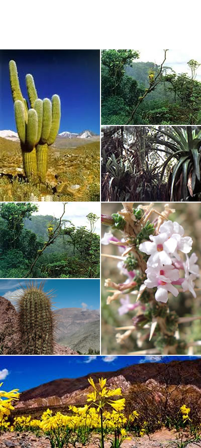 Flora de provincia de Salta