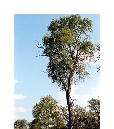 Palo Santo (Bulnesia sarmientoi)