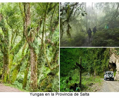 yungas en la provincia de Salta