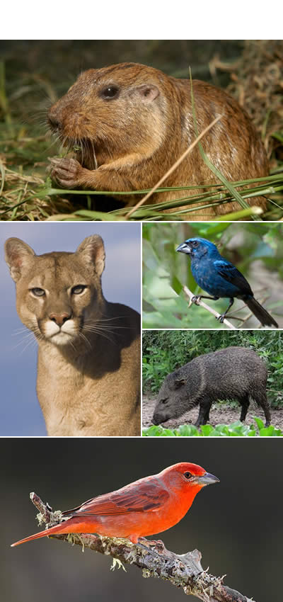 Fauna en el monte  en la provinca de San Juan