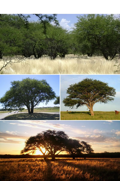 Bosque de Caldén