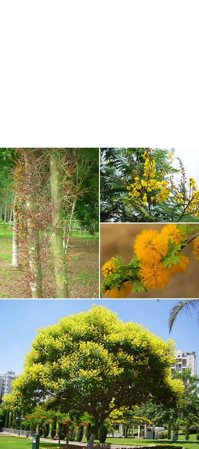 flora y vegetación en Santa Fé