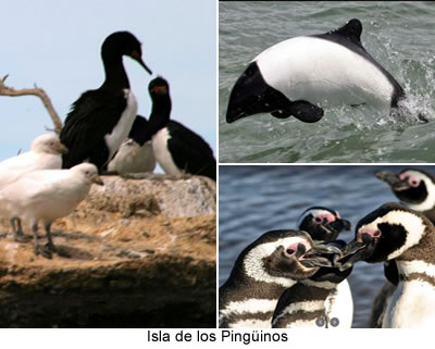 Isla de los Pingüinos