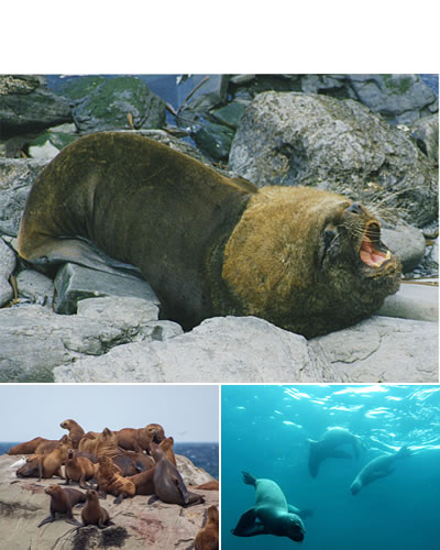 Lobo marino de un pelo (Otaria flavescens)