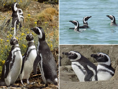 Pingüinera Punta Entrada - turismo en santa cruz