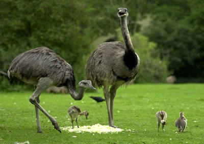 Ñandú (Rhea americana)