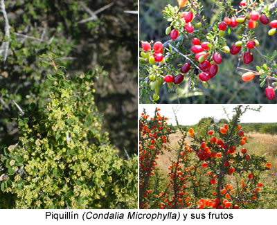 Piquillín (Condalia Microphylla)