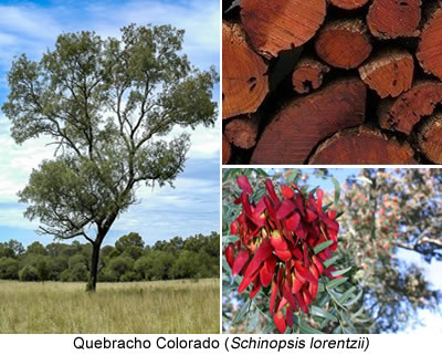 Quebracho Colorado (Schinopsis lorentzii)