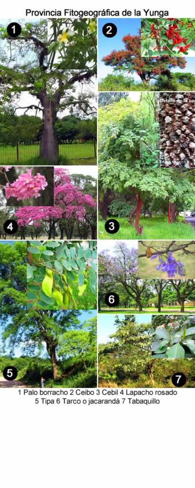 Flora de Tucuman